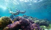豪勳爵島（Lord Howe Island）浮潛