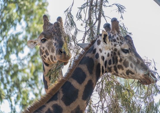 位於加州瑞福瑞納地區達靈頓角的阿爾蒂納野生動物園裡，長頸鹿正在吃樹葉