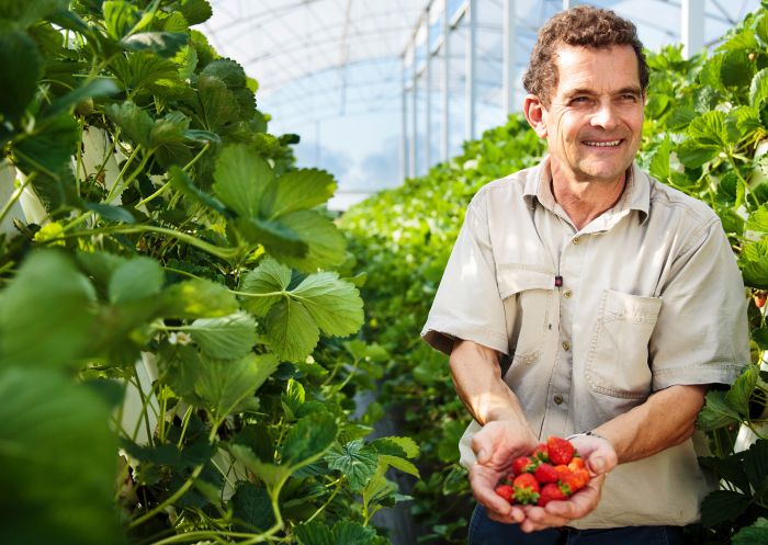 來自 Blackmans Point Ricardoes Tomatoes and Strawberries 農場的新鮮草莓