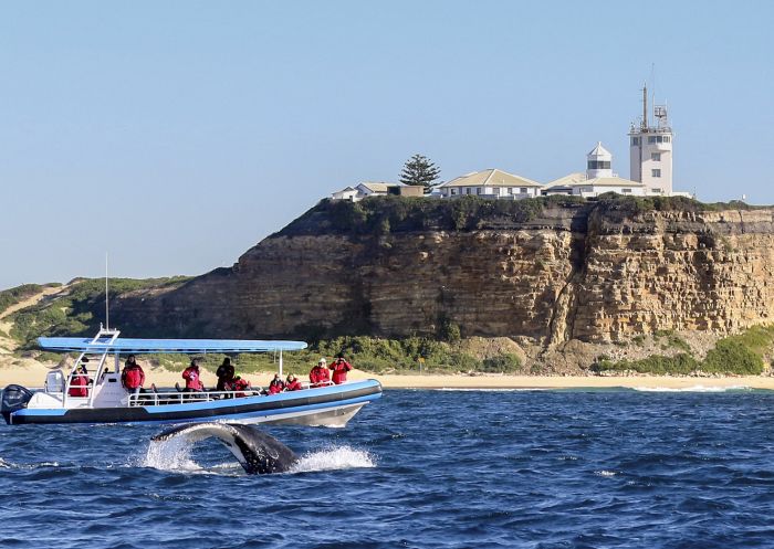 CoastXP Tours，紐卡素（Newcastle）