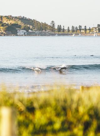 海豚在中央海岸特里格爾（Terrigal）衝浪 - 圖片來源：David Ross |中央海岸旅遊局
