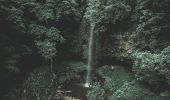 水晶瀑布 -多瑞哥國家公園（Dorrigo National Park）