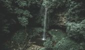 多瑞哥國家公園（Dorrigo National Park）的水晶瀑布