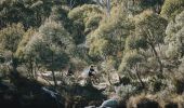 一對夫婦在大雪山（Snowy Mountains）歌斯高山國家公園（Kosciuszko National Park）的斯瑞德伯（Thredbo）山谷賽道上享受一天的山地自行車騎行