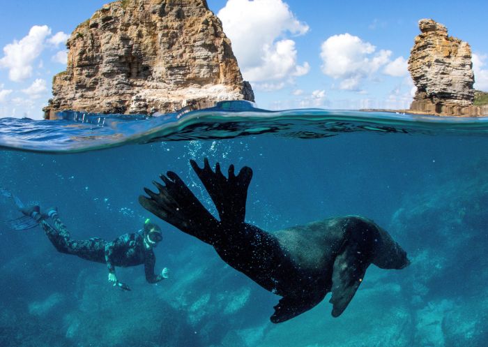 杰維斯海灣（Jervis Bay）潛水，杰維斯海灣（Jervis Bay）- 圖片來源：Jordan Robins
