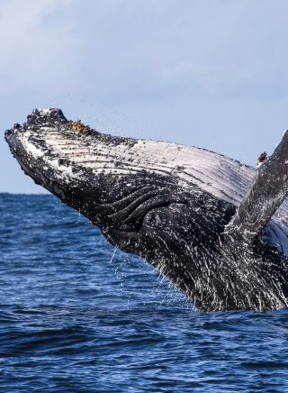 杰維斯海灣（Jervis Bay）發現座頭鯨躍出水面