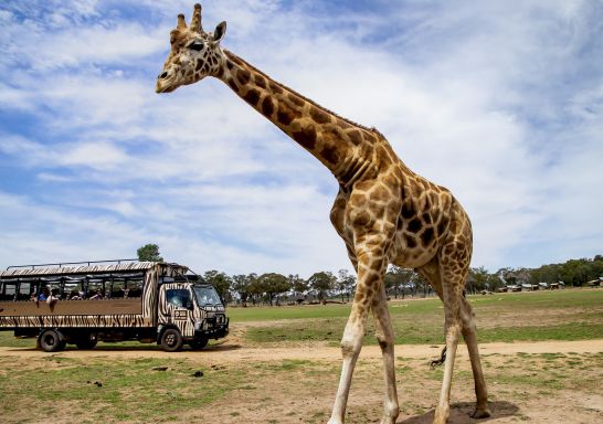 遊客參加薩凡納野生動物園之旅，在塔龍加西部平原動物園（Taronga Western Plains Zoo）觀賞杜博（Dubbo）