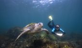 一名女子在庫克島芬格爾角附近海域與當地海龜一起自由潛水