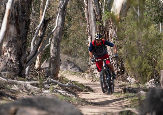 歌斯高山國家公園（Kosciuszko National Park）下斯瑞德伯（Thredbo）谷賽道上的山地自行車騎手