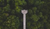多多瑞哥國家公園（Dorrigo National Park）的多里戈空中漫步（Skywalk）