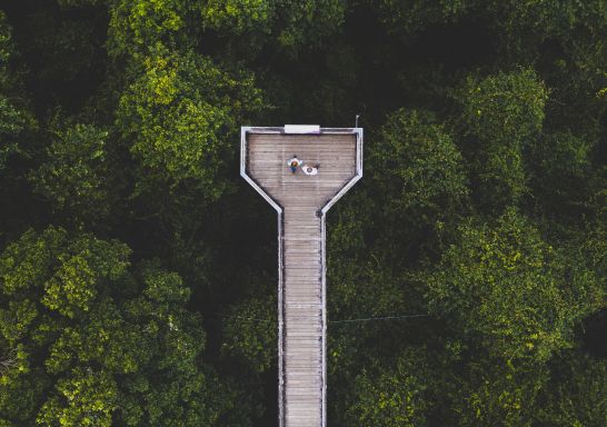 從空中俯瞰多瑞哥國家公園（Dorrigo National Park）的多里戈空中漫步（Skywalk）景點