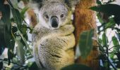 北岸麥格理港（Port Macquarie）裡港比拉邦動物園的常駐無尾熊