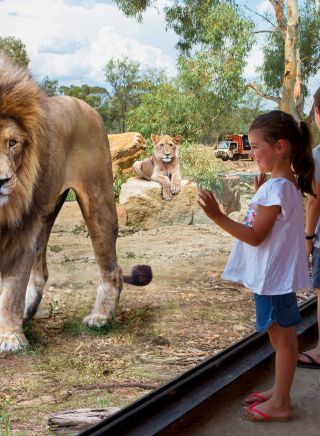 塔龍加西部平原動物園（Taronga Western Plains Zoo），孩子們透過玻璃窗近距離觀賞獅子