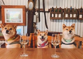 圖片來源：Hanging Tree Wines