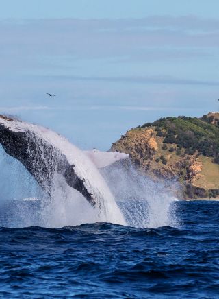 拜倫灣 (Byron Bay）鯨魚躍出水面 - 圖片來源：Wild Byron