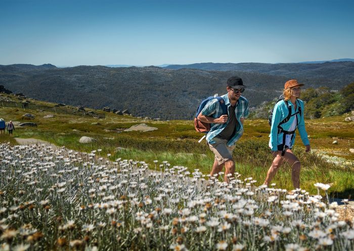歌斯高山國家公園(Kosciuszko National Park)的野花 - 圖片來源: 斯瑞德伯(Thredbo) 大雪山(Snowy Mountains)歌斯高山國家公園(Kosciuszko National Park)的野花