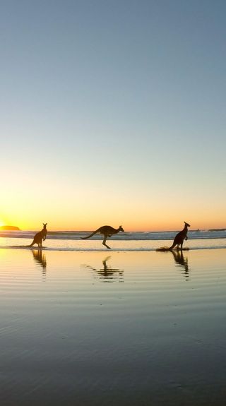 科夫斯海岸翡翠海灘的袋鼠 - 圖片來源：Solitary Islands Surf School