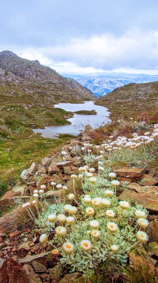 歌斯高山國家公園（Kosciuszko National Park）主山脈步道