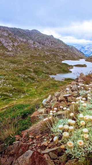 歌斯高山國家公園（Kosciuszko National Park）主山脈步道