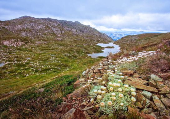 大雪山（Snowy Mountains）歌斯高山國家公園（Kosciuszko National Park）的主山脈步道