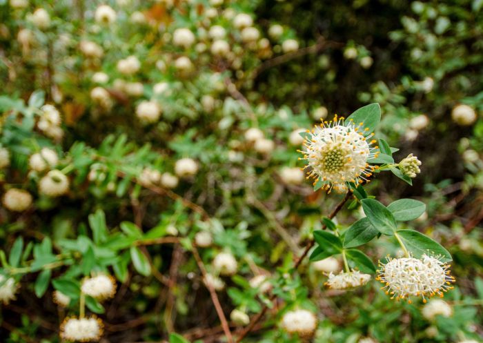 Wildflowers, Barrington Tops National Park, Barrington Tops - Credit: John Spencer | DCCEEW